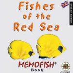 memofish-book-eng