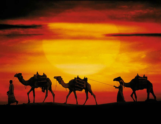 Караван цветов. Караван верблюдов древний Египет. Караван верблюдов в древнем Египте ночью. Верблюды в пустыне на закате. Караван верблюдов на закате.